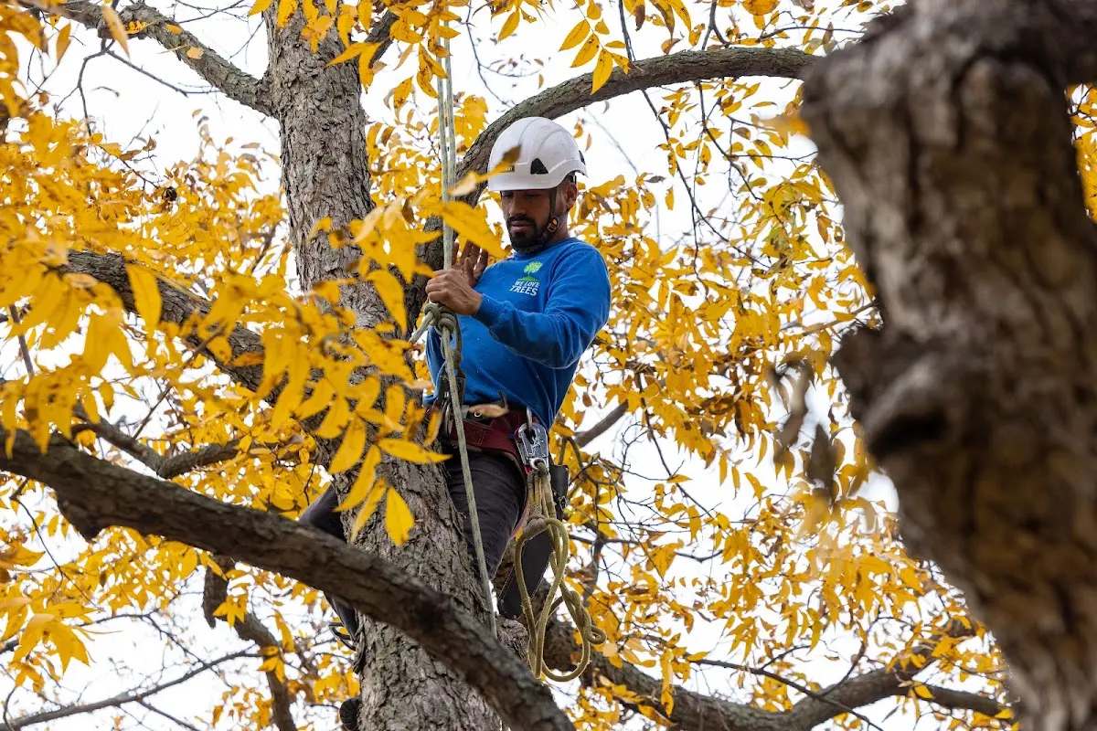 Skilled Tree Trimming crew working in Ogden